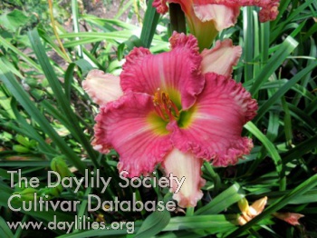 Daylily Miracles Have Messages